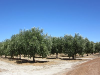 Eagle Bay Olive Farm