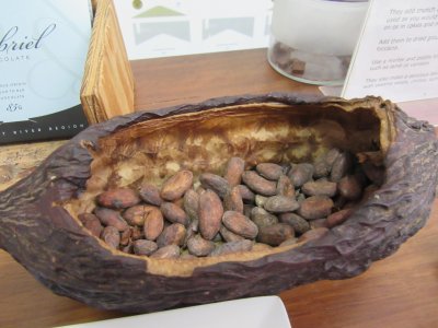 Gabriel chocolate shop - cocoa pods and beans