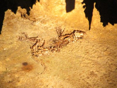 Possum skeleton - 500 years old