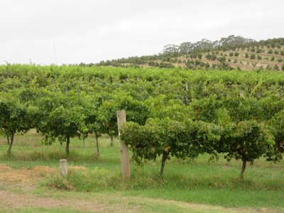 Vineyards all around