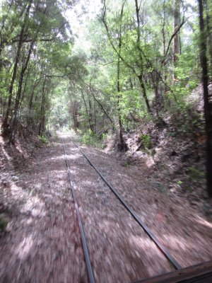 Through the forest