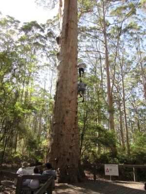 You can climb up this 53m karri tree
