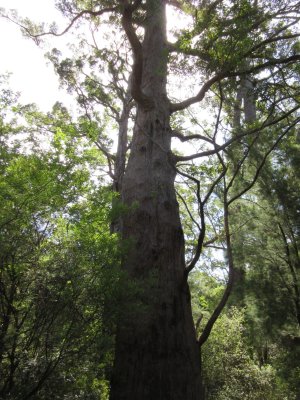 Valley of the Giants...