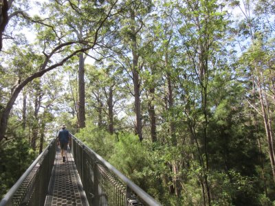 ...a treetop walk that takes you up...