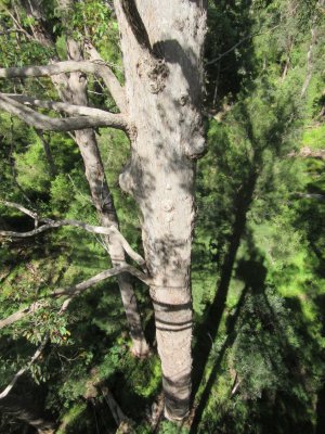 Looking down - it's hard to get a photo of the entire tree, they are so tall