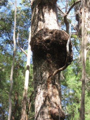 This bulge is a burl - caused by insect, mite, bacterial or fungal attack - the tree forms a protective growth around the wound