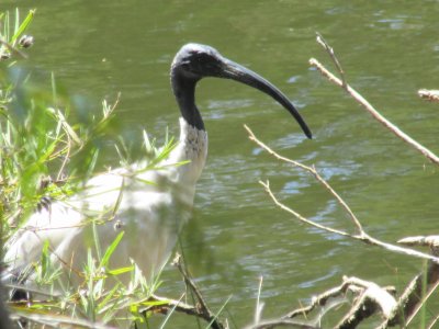 Australian White Ibis