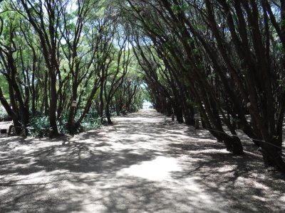 Our campsite - shaded peppermint trees - heading down to the beach