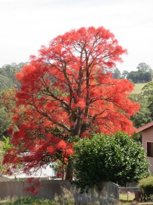 Spotted this colourful tree in Pemberton