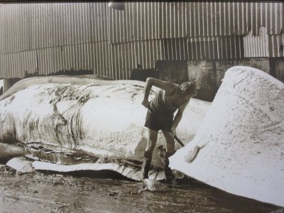 Flensing - blanket pieces of blubber are removed with the help of flensing (Norwegian word) knives