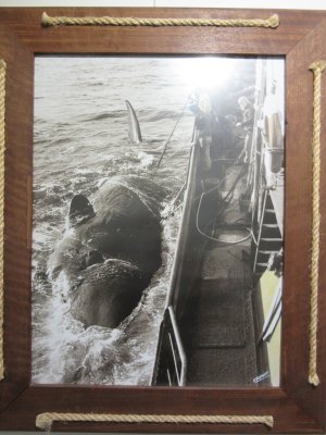 The whale would be brought alongside (fastfish); pumped full of air; attached to a radio beacon,  cut free & picked up later