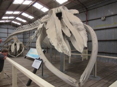 Pygmy Blue Whale skeleton - 22m