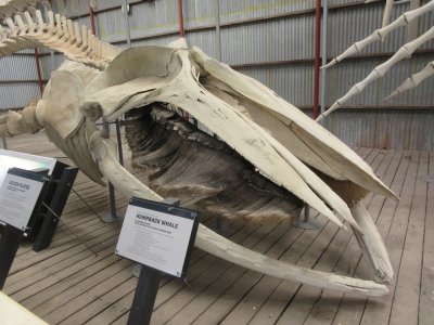 Humpback Whale - not a toothed whale but a baleen whale