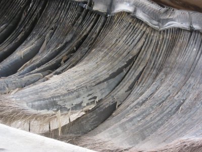 Baleen Plates - when the whale expels a mouthful of water, they act as a strainer, catching small fish, krill & plankton