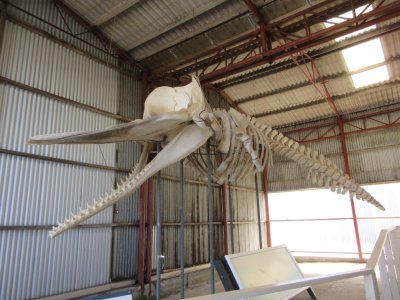 Sperm Whale skelton