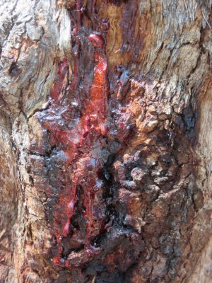 Marri tree - red gum (marri in the Aboriginal language means blood)