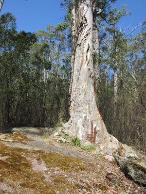 Tree in the Rock