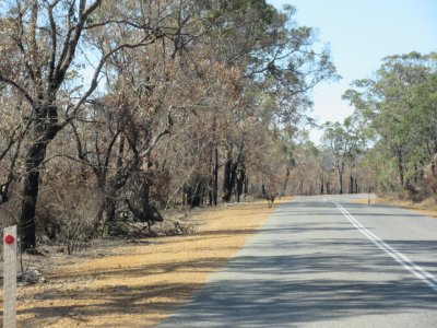 Emus on the road - one also in the trees - hard to get a photograph - they run so quickly