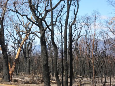 A bushfire came through here a couple of months ago...