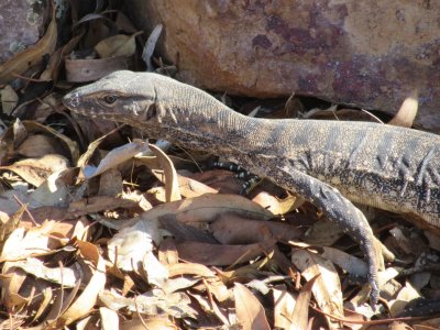 ...a Sand (Racehorse) Goanna