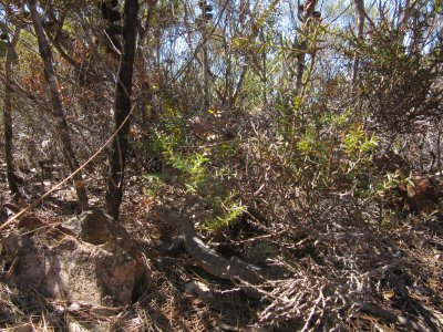 Can you spot the goanna?