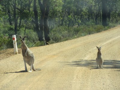 Mother and joey on the road