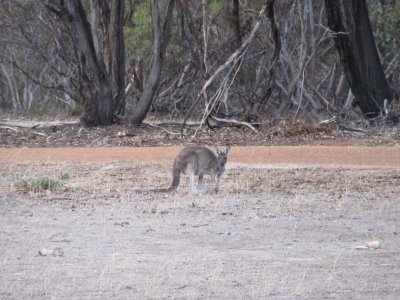 This little guy and 3 other kangaroos said good morning on our last day at Mt. Trio