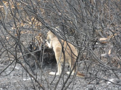 A bushfire had gone through about a week ago...this little kangaroo finds a few leave to eat