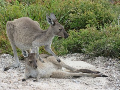 Kangaroos...