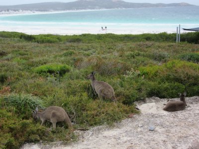 Kangaroos at Lucky Bay