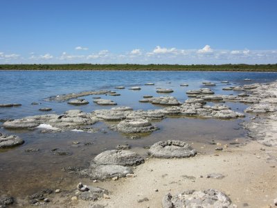 Lake Thetis - living stromatolites...