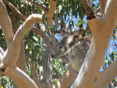 Sleepy koalas...