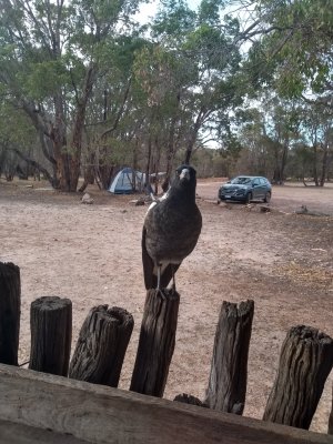 Mt Trio camp. Cheeky birds