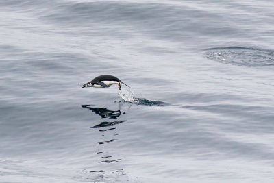 Chin Strap Penguin