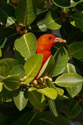 Scarlet Tanager