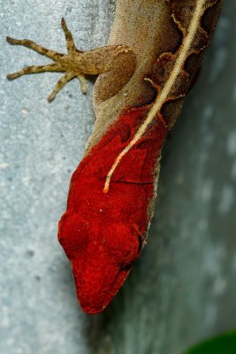 Redheaded Step-lizard