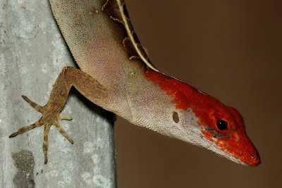Redheaded Step-lizard Pose