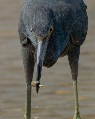 Reddish and White Egret Gallery