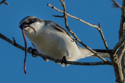 Assorted Birds Gallery