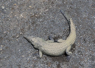 _DSC1125_00001.jpg