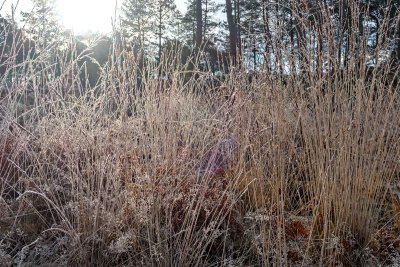 Givre matinal_5060D.jpg