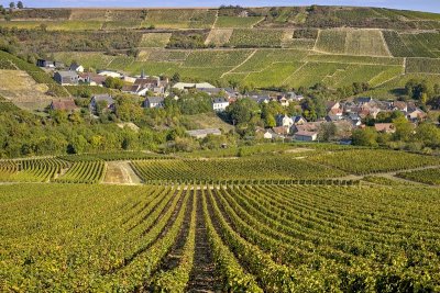 Chavignol_1125D.jpg