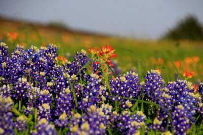 Bluebonnets