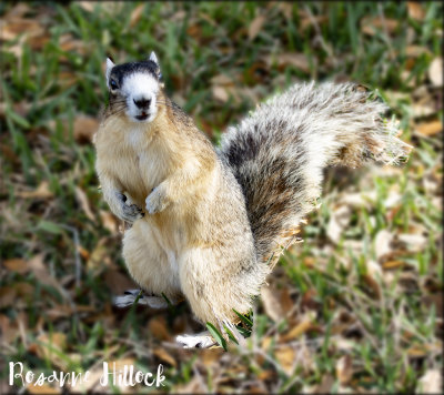 Fox Squirrel