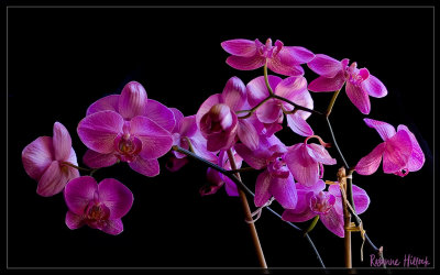 Orchid 