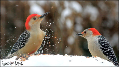 Woodpecker Pair