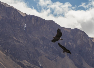 P9071224 condor.jpg