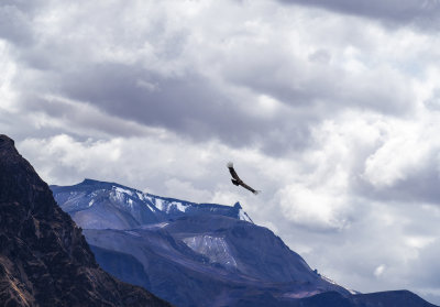 P9071261 Colca.jpg