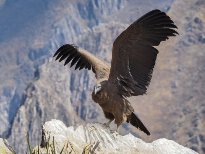 P9071335  Caon del Colca.jpg