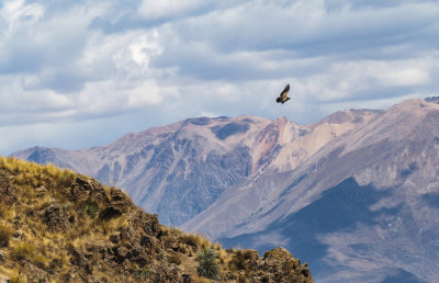 condor .jpg